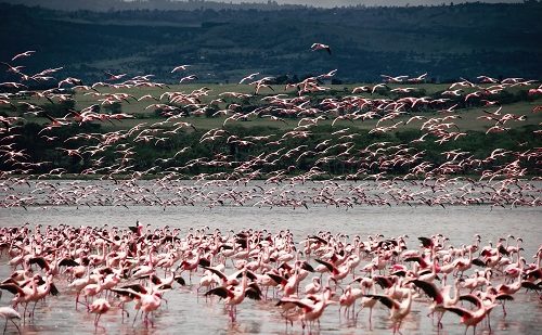 Lago Nakuru 