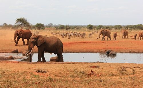 Parque Amboseli Kenia
