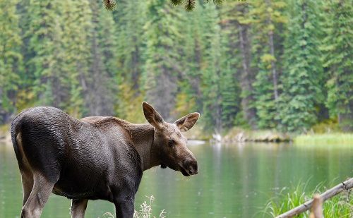 Alce Parque Banff Alce Parque Banff Canadá
