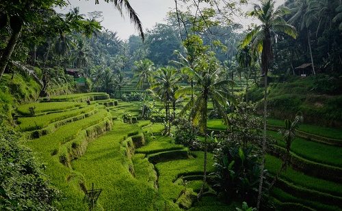viaje a Bali