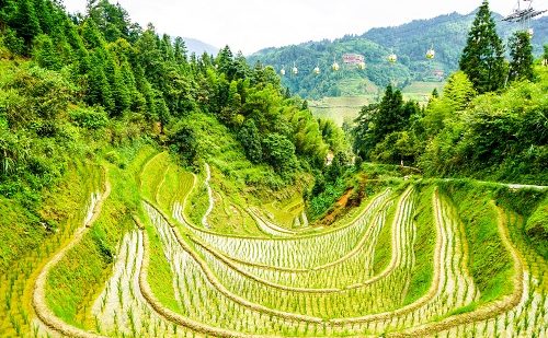 Arrozales de Guilin Arrozales de Guilin