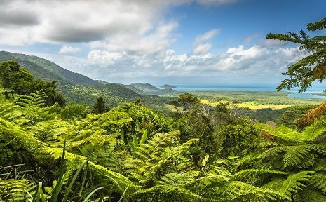 Bosque Daintree viaje a sydney