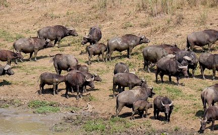 Bufalos