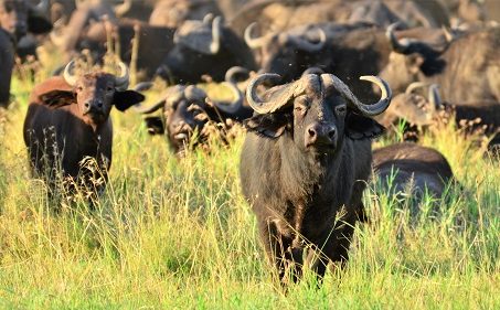 Bufalos
