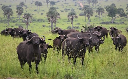 Bufalos