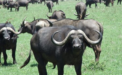 Viaje a Kenia y Tanzania