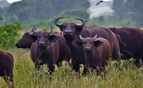 Bufalos Parque Nacional Akagera Bufalos Parque Nacional Akagera