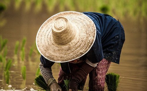Campesino CHianh Mai viaje a tailandia en grupo