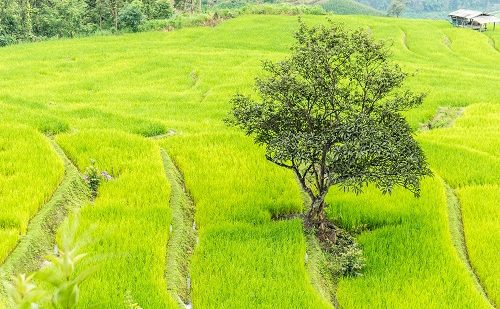 Chiang Mai Chiang Mai