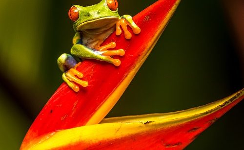 Costa Rica viaje a Costa Rica