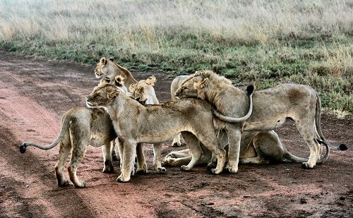 Crater Ngorongoro