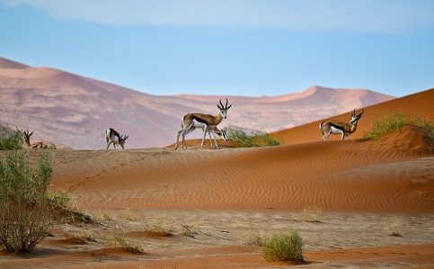 Desierto de Namib