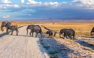 Elefantes Amboseli Elefantes Amboseli