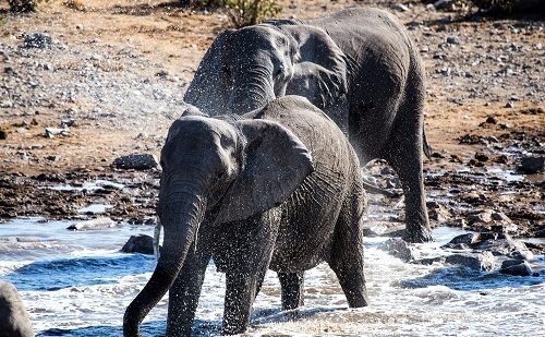 Elefantes Etosha