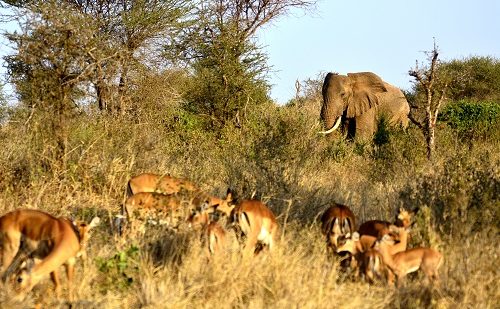 Elefantes Parque Tarangire