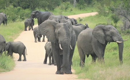 Elefantes en Kruger Safari en Sudafrica