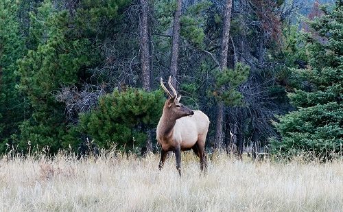 Fauna de Las Rocosas Fauna de Las Rocosas Canadá