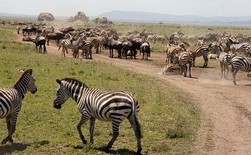 Gran Migración viaje a tanzania