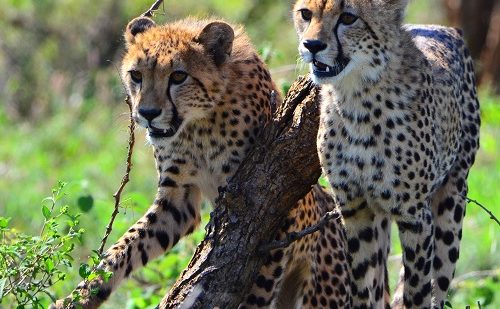 Guepardos Kruger