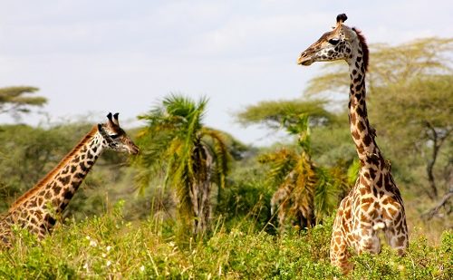 Viaje a Kenia