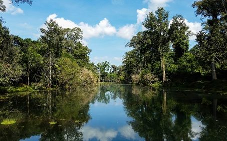 Jungla Camboya Jungla Camboya