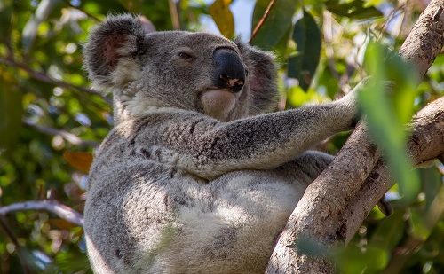 Koala Australia