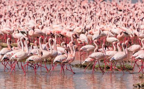Lago Nakuru safari a kenia