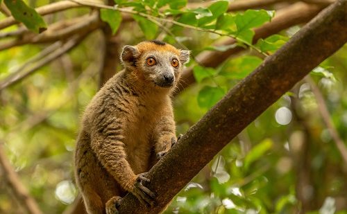 Lemur madagascar