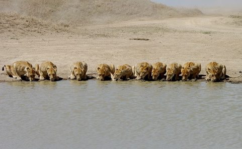 Leoes Serengeti viaje a tanzania