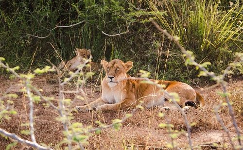 Leon Ishasha viaje-a-uganda-al-completo