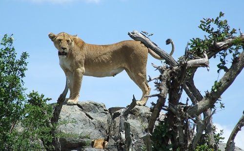 Leon Manyara viaje a tanzania