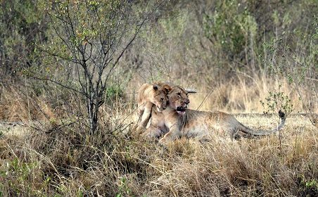 Leon Parque Masai Mara