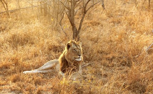 Leon en Kruger Safari en Sudafrica