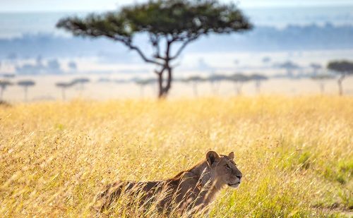 Leon en Masai Mara safari masai mara