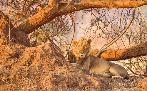 viaje organizado sudafrica