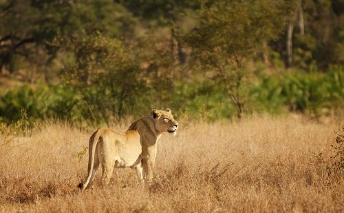Leon en la sabana Cataratas Victoria y Sudafrica
