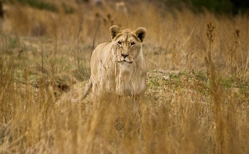 Leon reserva privada