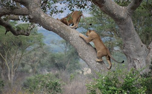 Leones Ishasha Viaje a Uganda y Ruanda