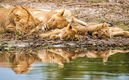 Leones Savute Viaje a Botswana