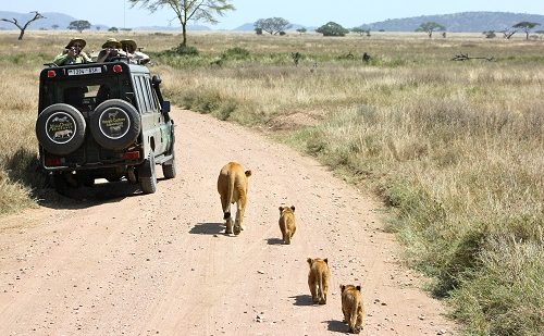 Safari en Kenia y Tanzania