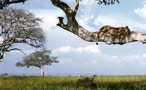 Leones trepadores Ishasha viaje-a-uganda-al-completo