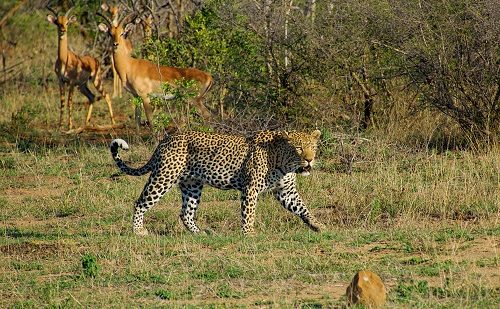 Leopardo en el Kruger Cataratas Victoria y Sudafrica