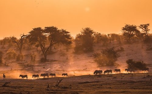 safari a Botswna de lujo