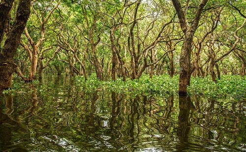 Manglares locales Manglares locales