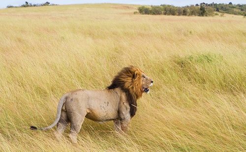 Masai Mara safari lujo kenia