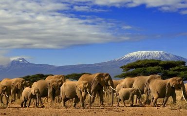 Monte Kilimanjaro safari masai mara