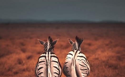 Viaje a Namibia precio