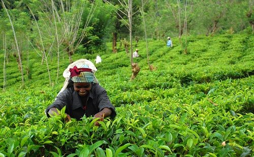 Sri Lanka y Maldivas