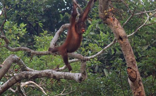 Orangutan Sumatra