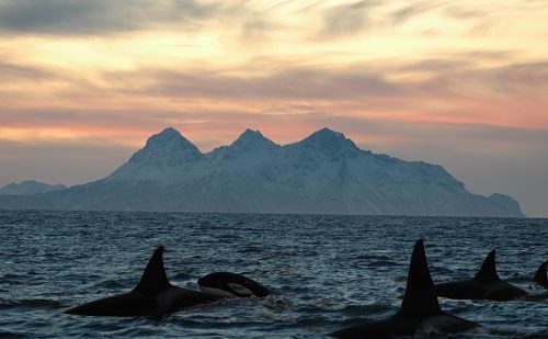 Orcas Islas Lofoten